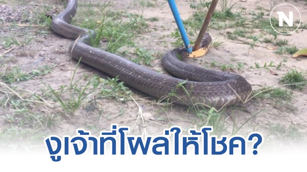 คอหวยแตกตื่นหลังจงอางยาว 5 เมตร ชาวบ้านคาดเป็นงูเจ้าที่โผล่ให้โชค คอหวยแตกตื่นหลังจงอางยาว 5 เมตร ชาวบ้านคาดเป็นงูเจ้าที่โผล่ให้โชค