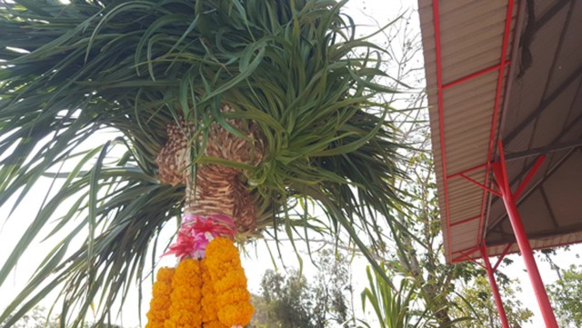 ชาวบ้านแห่ขอเลขเด็ด "ตาปู่วัดปู่เจ้า" ตามคนดวงเฮงถูกติดต่อกันหลายงวด