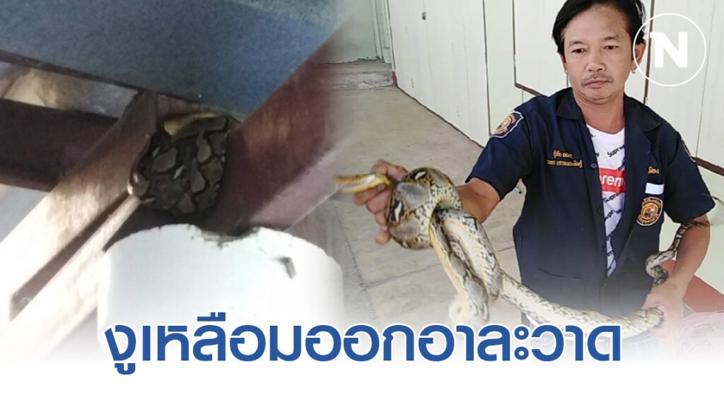 อากาศร้อนงูเหลือมออกอาละวาด 2 รายซ้อน อากาศร้อนงูเหลือมออกอาละวาด 2 รายซ้อน