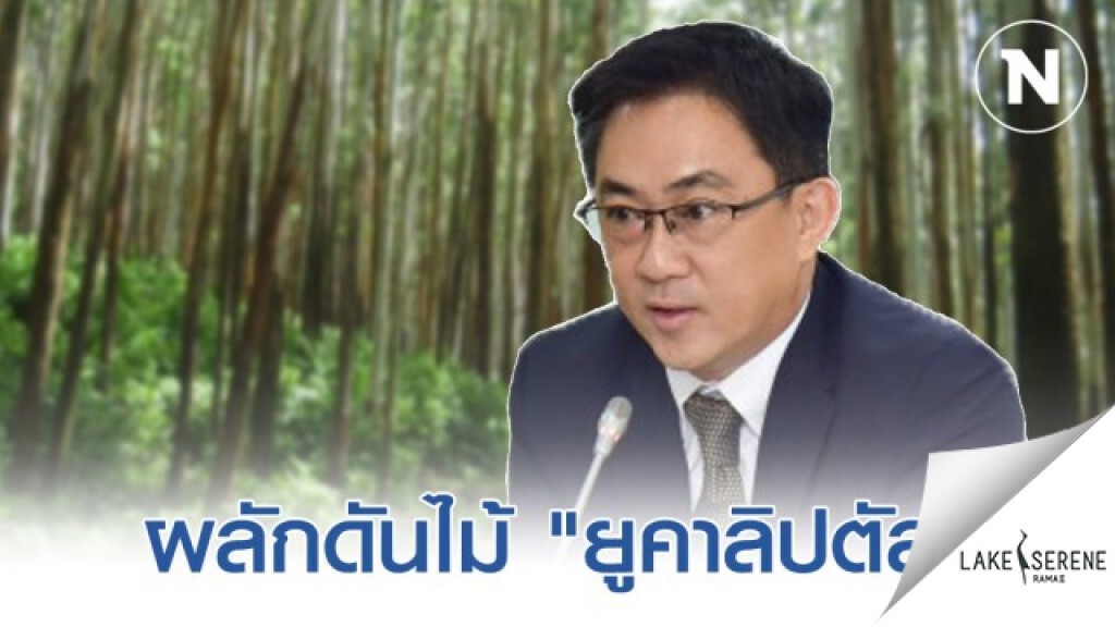 "พาณิชย์" ดัน "ไม้ยูคาลิปตัส" เป็นหลักประกันธุรกิจ