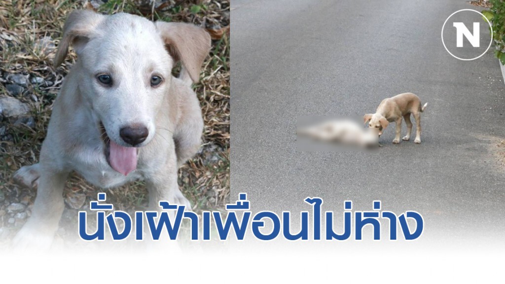 เศร้า!! ตูบน้อยนั่งเฝ้าเพื่อนไม่ห่าง หลังถูกรถชน
