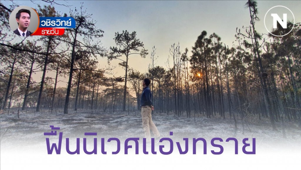จับตาอุทยาน​ฯ​ ฟื้นฟูระบบนิเวศ​ "แอ่งทราย" หลังไฟไหม้ป่าสน​ "ภูกระดึง"