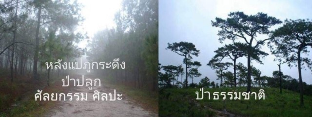 "ศศิน" ทวงคืนป่าสนธรรมชาติฟื้นฟูนิเวศภูกระดึง