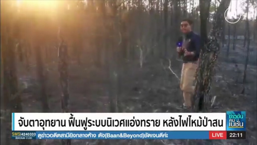 แนะฟื้นฟูระบบนิเวศแอ่งทราย​ หลังไฟไหม้ป่าสนภูกระดึง​