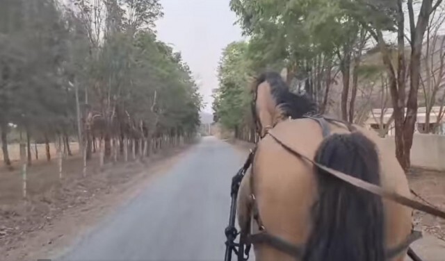 "พัด ชนุดม" เปิดภาพนั่งรถม้าสบายใจ จุดจบสุดพีค! ต้องดู