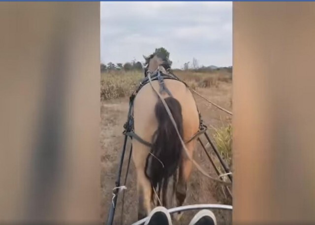 "พัด ชนุดม" เปิดภาพนั่งรถม้าสบายใจ จุดจบสุดพีค! ต้องดู