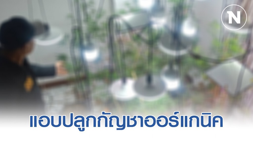 รวบเจ้าของห้องเช่าทดลองปลูก กัญชาออร์แกนิค