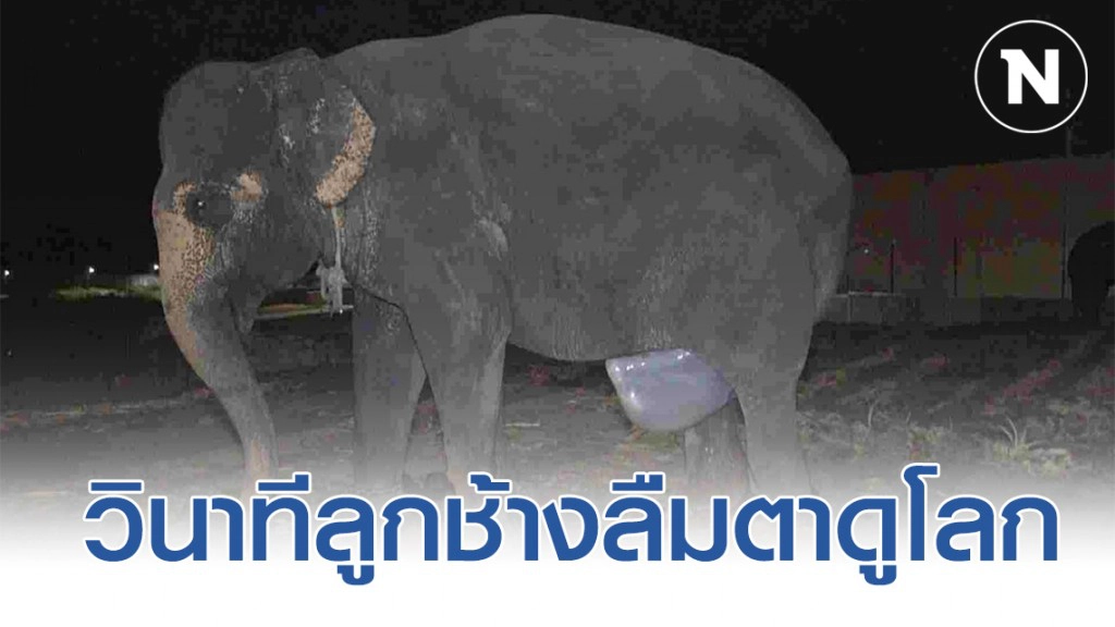 วินาทีลูกช้างน้อยลืมตาดูโลก ทำพิธีรับขวัญเชือกที่ 93 ปางช้างลูกดกที่สุดในประเทศ