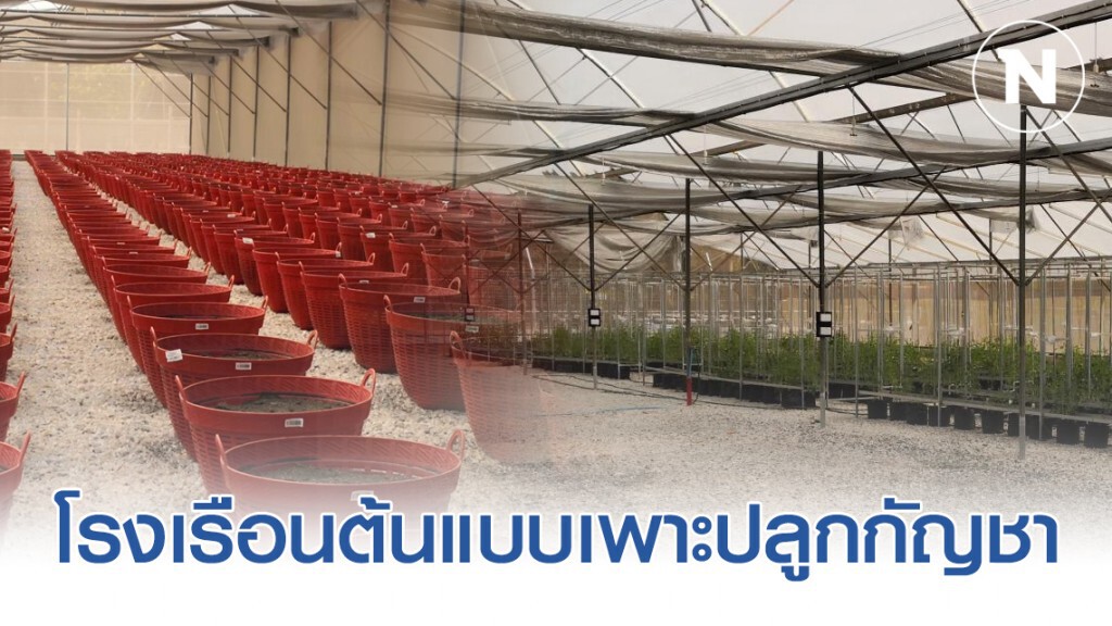 พร้อมแล้วระบบรักษาความปลอดภัยโรงเรือนต้นแบบปลูกกัญชาเพื่องานวิจัย พร้อมแล้วระบบรักษาความปลอดภัยโรงเรือนต้นแบบปลูกกัญชาเพื่องานวิจัย