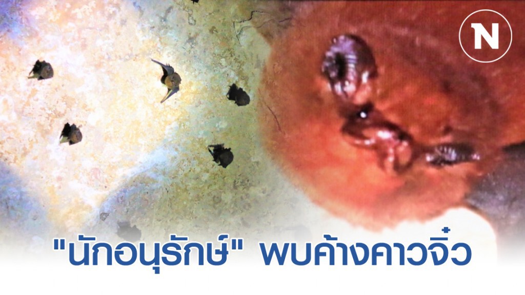"นักอนุรักษ์" พบค้างคาวจิ๋ว ใกล้เคียงขนาดเล็กที่สุดในโลก