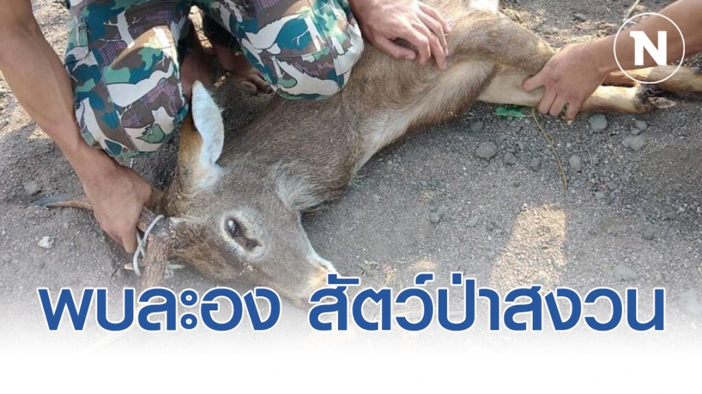 พบละอง! สัตว์ป่าสงวน ใกล้สูญพันธุ์ บาดเจ็บ ขาหน้าขวา ขาหลังขวาขาด