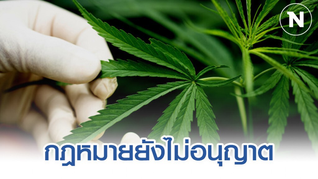 อย. ย้ำ กฎหมายยังไม่อนุญาตเอกชนปลูกกัญชา อย. ย้ำ กฎหมายยังไม่อนุญาตเอกชนปลูกกัญชา