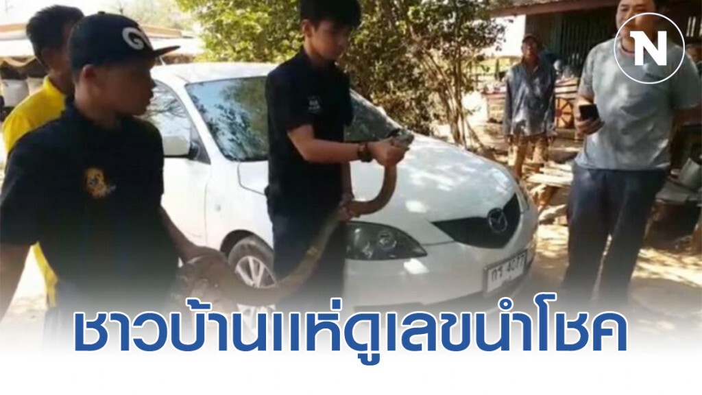 เจ้าของรถสะดุ้งเฮือก! งูจงอางอยู่ในห้องเครื่องรถยนต์ เจ้าของรถสะดุ้งเฮือก! งูจงอางอยู่ในห้องเครื่องรถยนต์