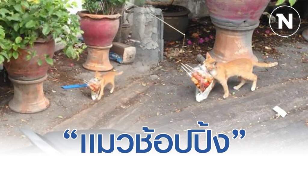 มนุษย์แอบถ่าย! เเมวช้อปปิ้ง เดินตรงหน้าไม่สนใคร เพราะของกินสำคัญสุด มนุษย์แอบถ่าย! เเมวช้อปปิ้ง เดินตรงหน้าไม่สนใคร เพราะของกินสำคัญสุด