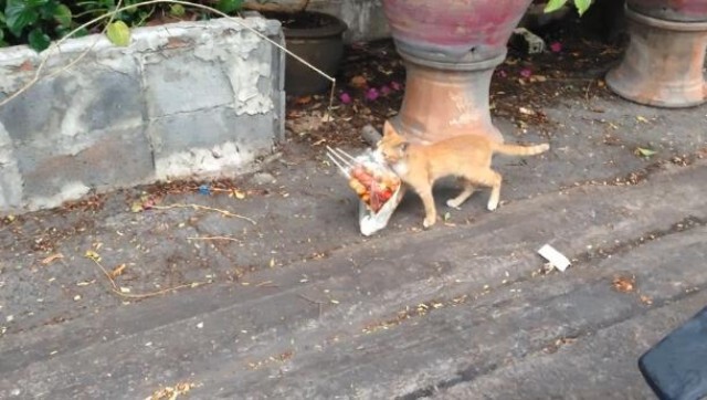 มนุษย์แอบถ่าย! เเมวช้อปปิ้ง เดินตรงหน้าไม่สนใคร เพราะของกินสำคัญสุด