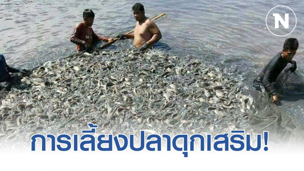 ช่องทางเกษตรกร 4.0 การเลี้ยงปลาดุกเสริม