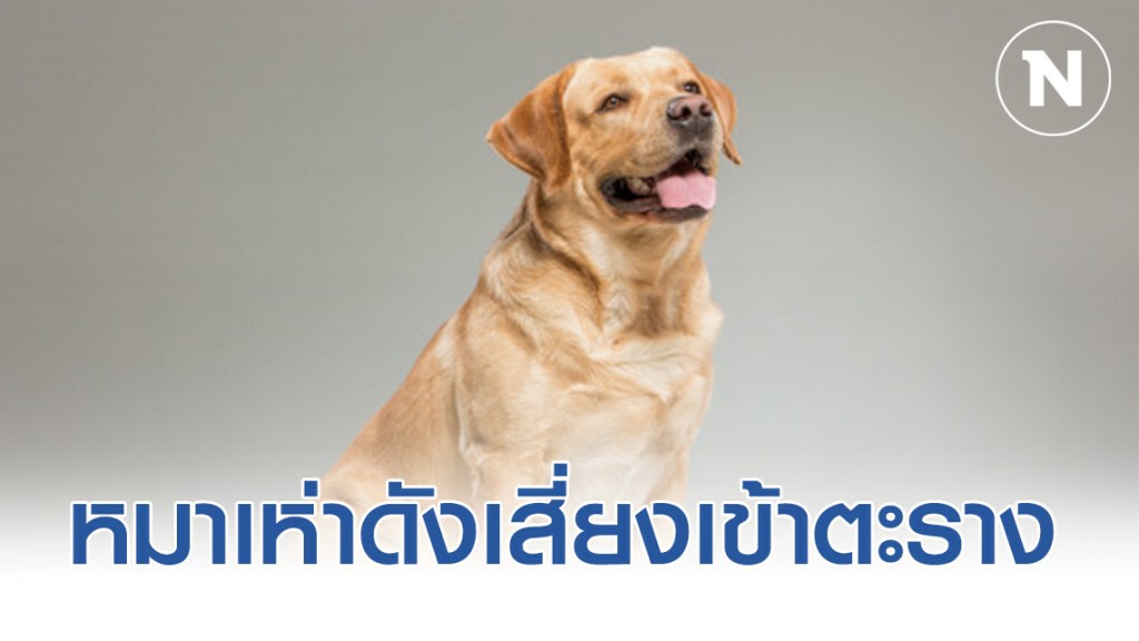 ทนายดังเผย! เอาผิดผู้เลี้ยงสุนัข ปล่อยให้เห่าเสียงดัง มีโทษทั้ง จำ – ปรับ