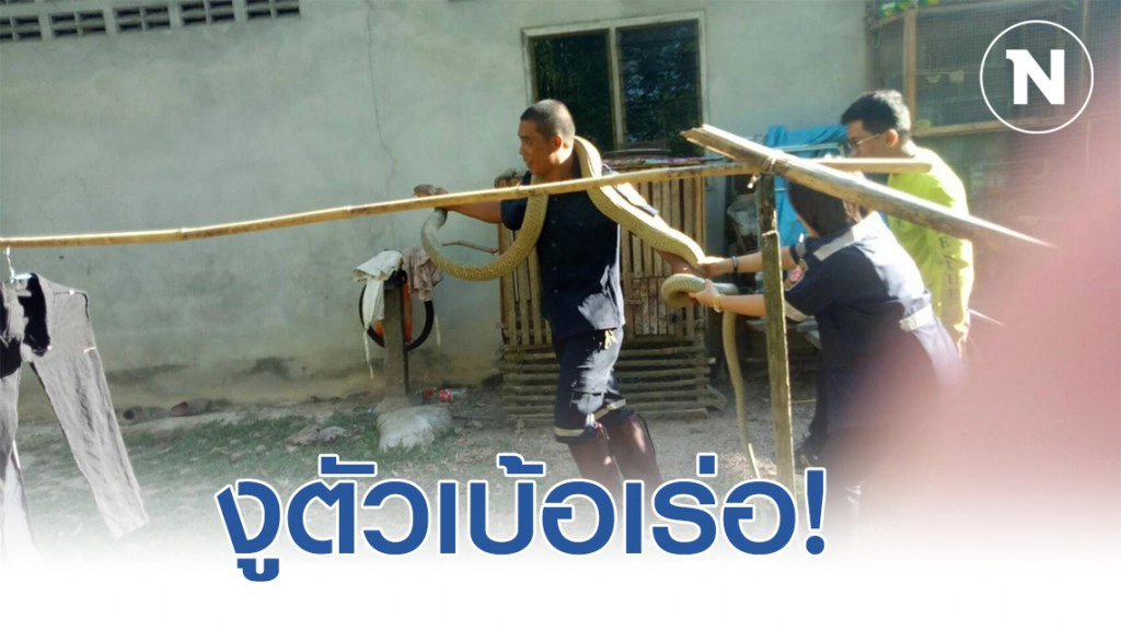 จงอางทวดเลื้อยเข้าบ้านยาวเกือบ 4 เมตร