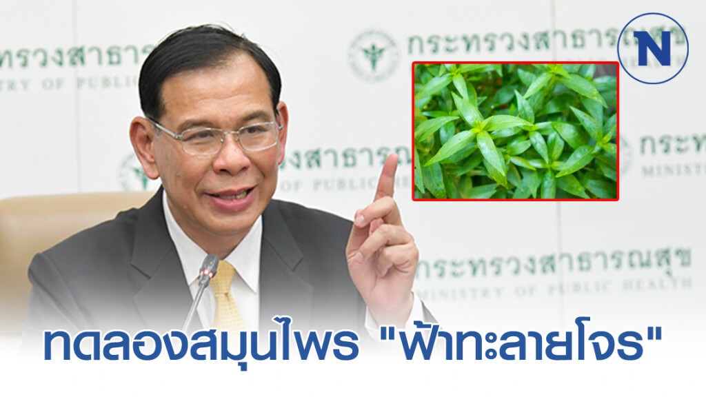 สธ.เตรียมทดลอง "ฟ้าทะลายโจร" รักษาโควิด-19 คาดรู้ผล 1 เดือน สธ.เตรียมทดลอง "ฟ้าทะลายโจร" รักษาโควิด-19 คาดรู้ผล 1 เดือน