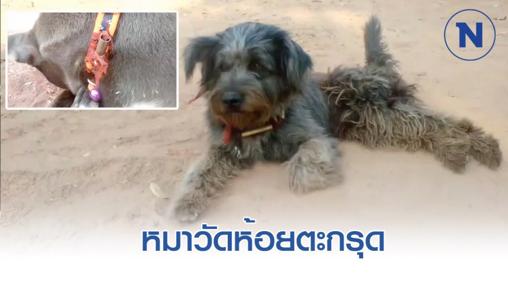 เมตตา มหานิยม "หมาวัดห้อยตะกรุด"