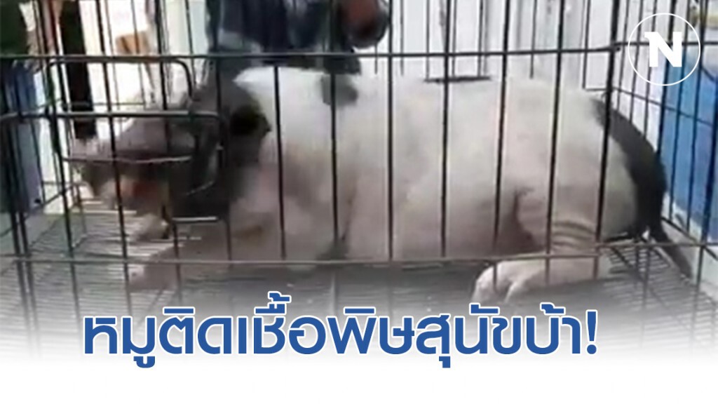 ชาวบ้าน งง! พบหมูติดเชื้อพิษสุนัขบ้า ชาวบ้าน งง! พบหมูติดเชื้อพิษสุนัขบ้า