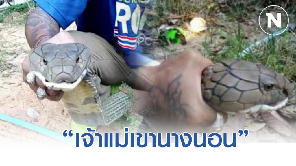 เจ้ามืองดรับ 493 หลังบองหลายักษ์ 5 เมตรเลื้อยซุกตู้เสื้อผ้า-เชื่องูเทวดา"เจ้าแม่เขานางนอน"มาให้โชค