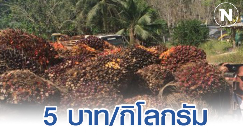 พาณิชย์การันตีผลปาล์มไม่ต่ำกว่า 5 บาท/กก. พาณิชย์การันตีผลปาล์มไม่ต่ำกว่า 5 บาท/กก.