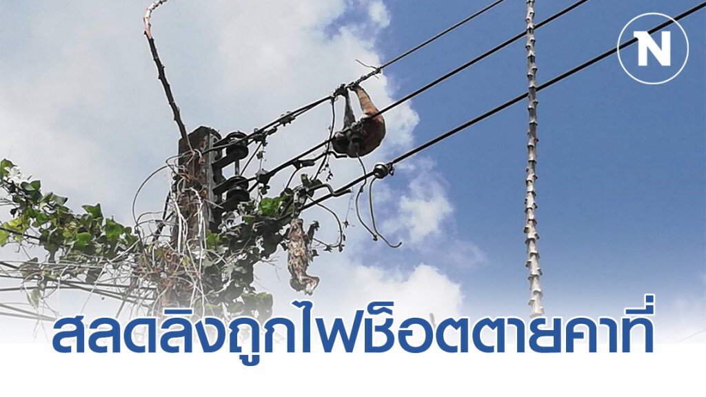 สลดลิงลม! ไต่สายไฟ ออกตามหาคู่ ถูกไฟช็อตตาย สลดลิงลม! ไต่สายไฟ ออกตามหาคู่ ถูกไฟช็อตตาย