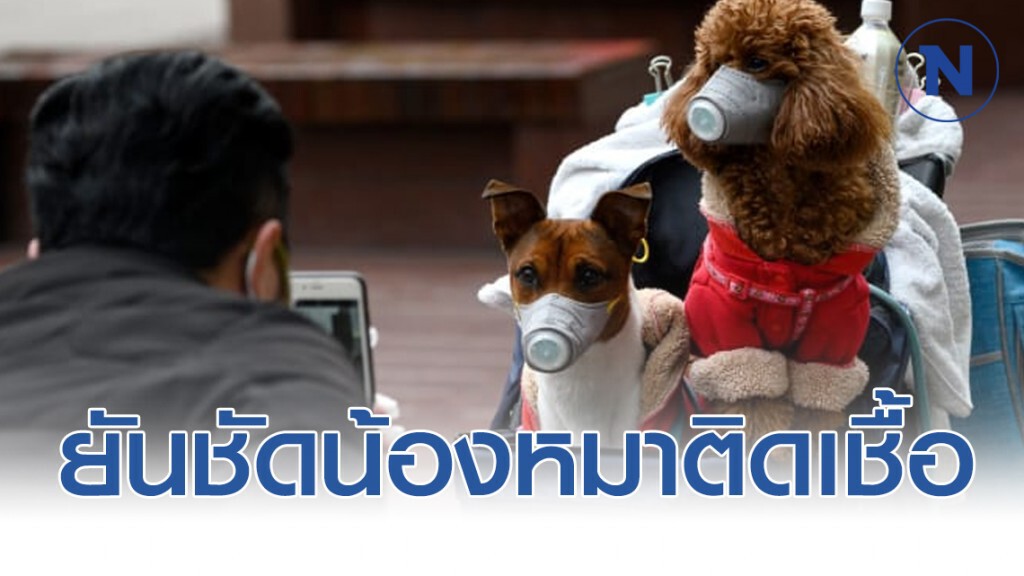 WHO เผยผลตรวจสุนัขฮ่องกง ติดเชื้อโควิด-19