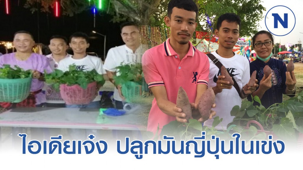 ไอเดียเจ๋ง ปลูกมันญี่ปุ่นในเข่ง ได้ผลผลิตดีเยี่ยม