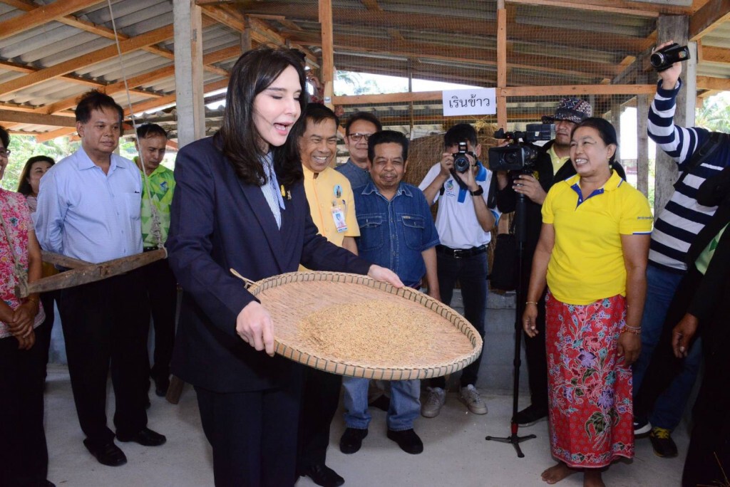 แปลงนาสาธิตอนุรักษ์วิถีดั้งเดิม อ.นาโยง จ.ตรัง ปลอดสารเคมี​