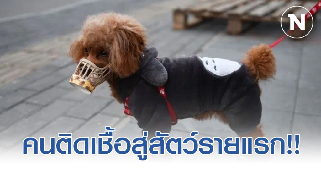 คนติดเชื้อสู่สัตว์รายแรก!! ฮ่องกงยันสุนัขติดเชื้อโควิด-19 จากเจ้าของ