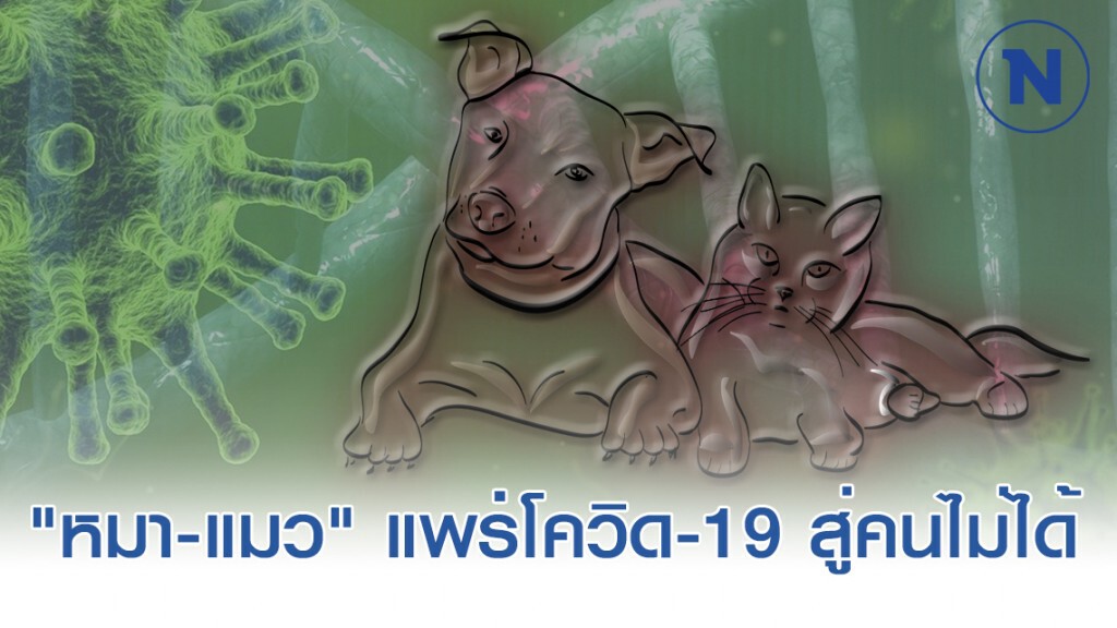 นักวิทยาศาสตร์ ยัน "หมา-แมว" แพร่เชื้อโควิด-19 สู่คนไม่ได้ นักวิทยาศาสตร์ ยัน "หมา-แมว" แพร่เชื้อโควิด-19 สู่คนไม่ได้