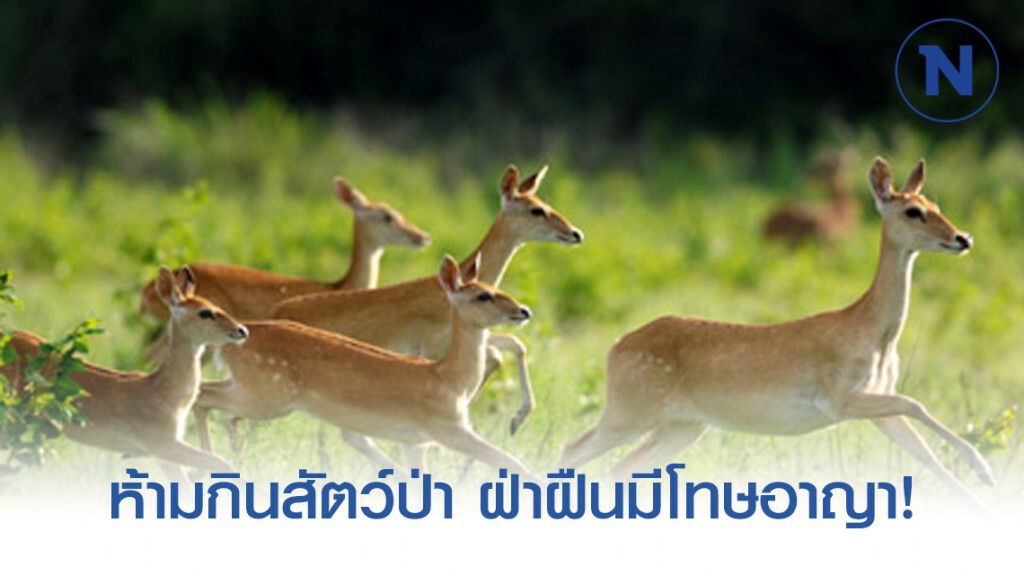 หูเป่ย บังคับใช้กฎหมาย ห้ามกินสัตว์ป่า ฝ่าฝืนมีโทษอาญา!