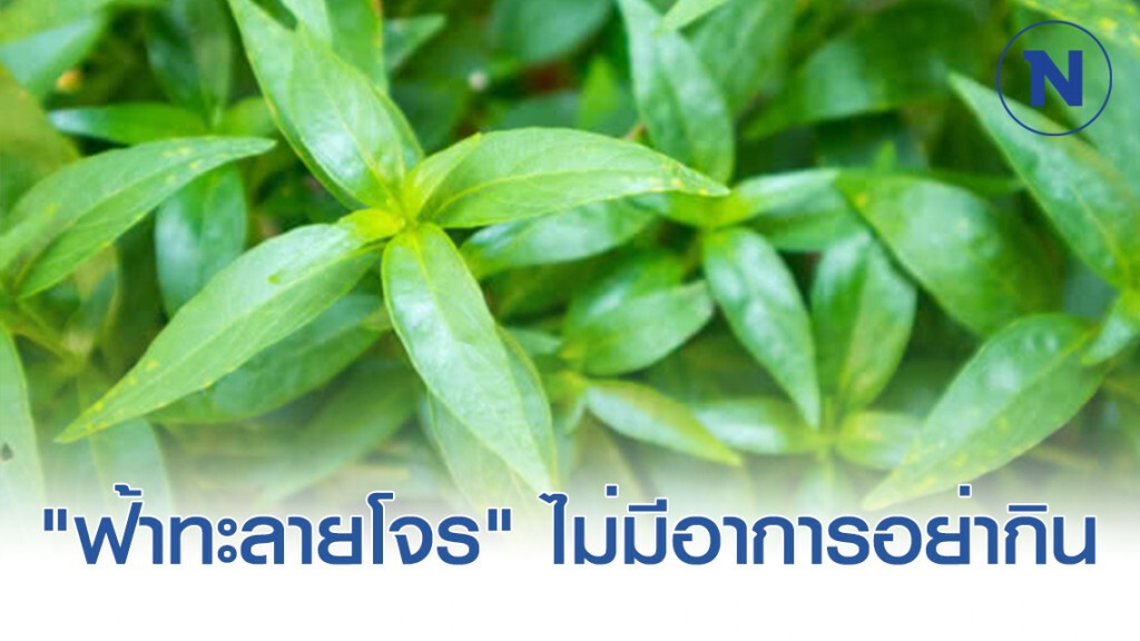 แพทย์แนะ "ฟ้าทะลายโจร" ให้ได้ผลดี ต้องกินทันทีเมื่อมีอาการไข้