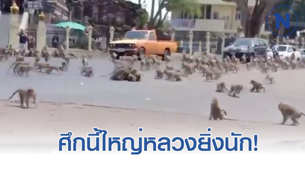 ลิงศาลพระกาฬ ปิดถนน ยกพวกใส่กันนัว แย่งนมเปรี้ยว