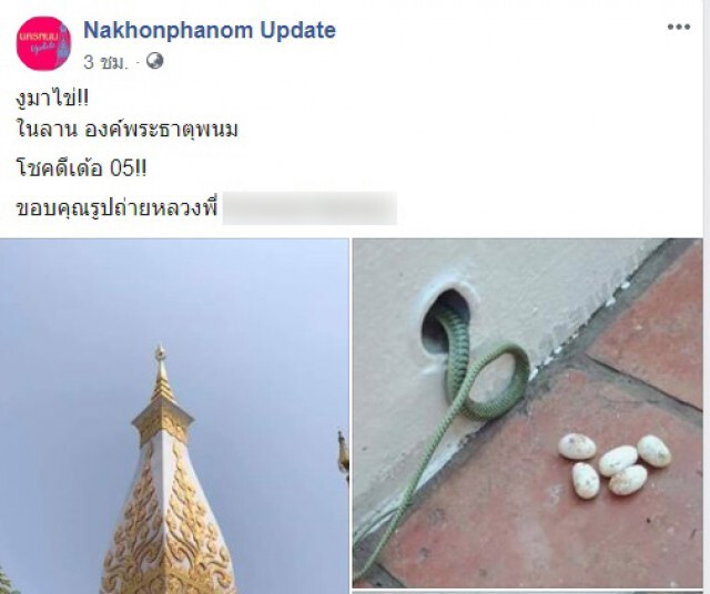 งูเขียววางไข่ ในลานพระธาตุพนม ชาวบ้านแห่ตีเลข!