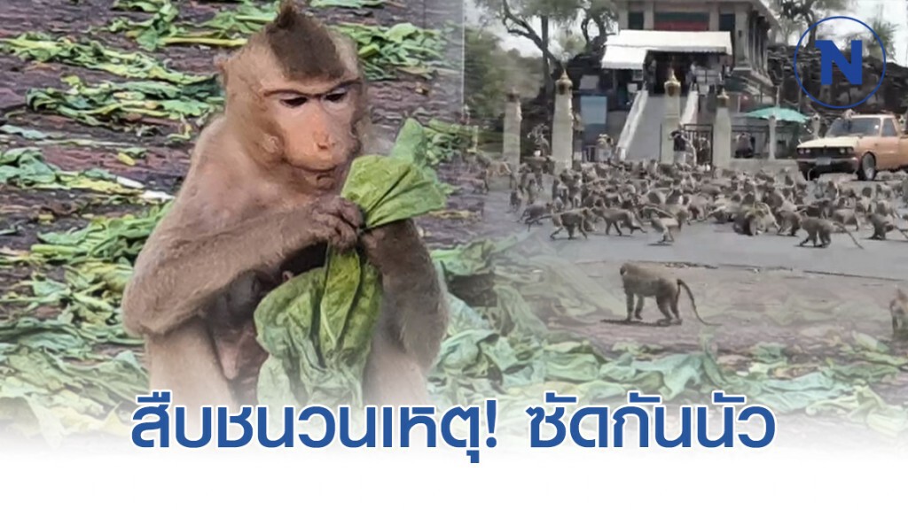 สืบชนวนเหตุ! ลิงศาลพระกาฬ ปิดถนน ยกพวกใส่กันนัว