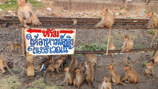 สืบชนวนเหตุ! ลิงศาลพระกาฬ ปิดถนน ยกพวกใส่กันนัว