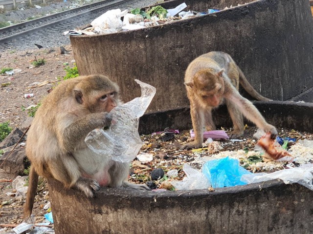 สืบชนวนเหตุ! ลิงศาลพระกาฬ ปิดถนน ยกพวกใส่กันนัว