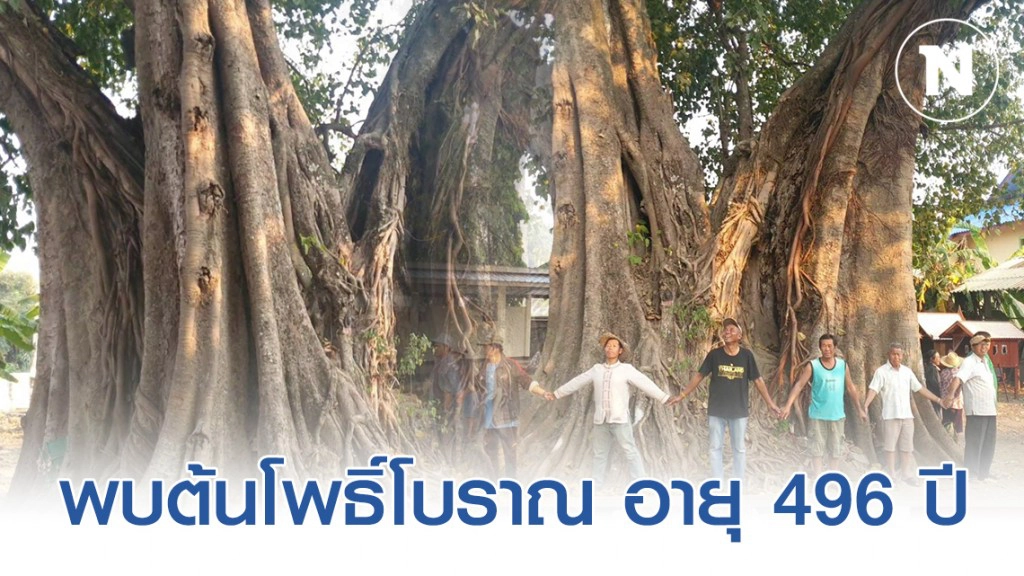 พบต้นโพธิ์โบราณ 3 นาง อายุ 496 ปี ใหญ่สุดในพะเยา! โตขนาด 24 คนโอบ