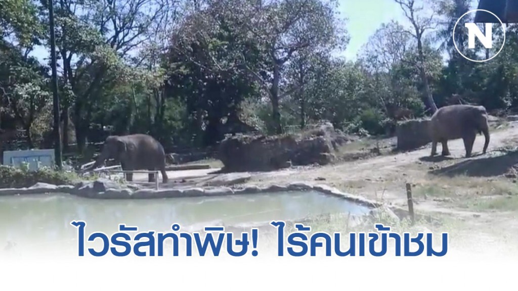 ไวรัสทำพิษ! ผลกระทบไปถึงสัตว์เลี้ยงบุฟเฟ่อาหารช้างวันช้างไทยเงียบเหงา