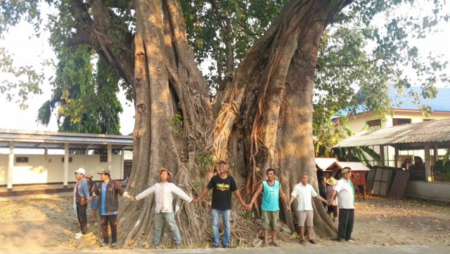 พบต้นโพธิ์โบราณ 3 นาง อายุ 496 ปี ใหญ่สุดในพะเยา! โตขนาด 24 คนโอบ