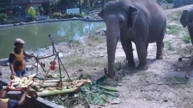 ไวรัสทำพิษ! ผลกระทบไปถึงสัตว์เลี้ยงบุฟเฟ่อาหารช้างวันช้างไทยเงียบเหงา