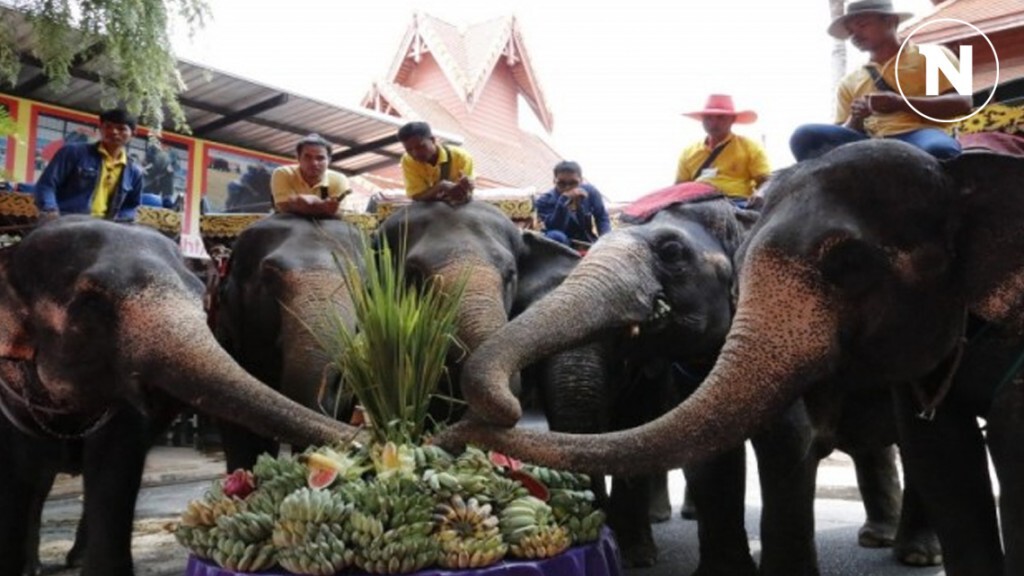 สวนนงนุชพัทยาจัดเลี้ยงโต๊ะจีนบุฟเฟ่ต์ผลไม้ วันช้างไทย สวนนงนุชพัทยาจัดเลี้ยงโต๊ะจีนบุฟเฟ่ต์ผลไม้ วันช้างไทย