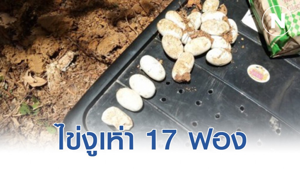 พบงูเห่าวางไข่ในสวนยาง 17 ฟอง พบงูเห่าวางไข่ในสวนยาง 17 ฟอง