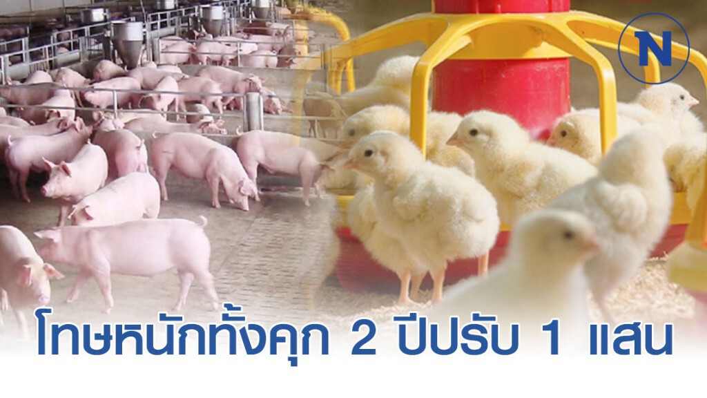 ปศุสัตว์เตือนคนแชร์ข่าวลวง "หมูไก่เป็นเอดส์" ผิดพ.ร.บ.คอมฯ โทษหนักทั้งคุก 2 ปี ปรับ 1 แสนบาท