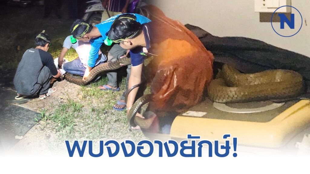 จงอางยักษ์สุดดุร้ายนอนสบายในเสื้ออยู่บนเครื่องซักผ้า จงอางยักษ์สุดดุร้ายนอนสบายในเสื้ออยู่บนเครื่องซักผ้า