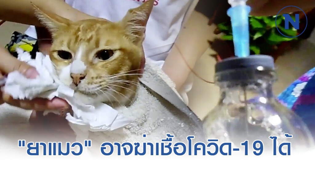 "ยารักษาแมว" อาจฆ่าเชื้อโควิด-19 ได้