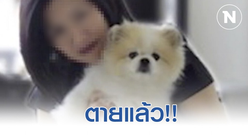 เศร้า!! สุนัขพันธุ์ "ปอมเมอเรเนียน" ติดเชื้อไวรัสโควิด-19 ตายแล้ว